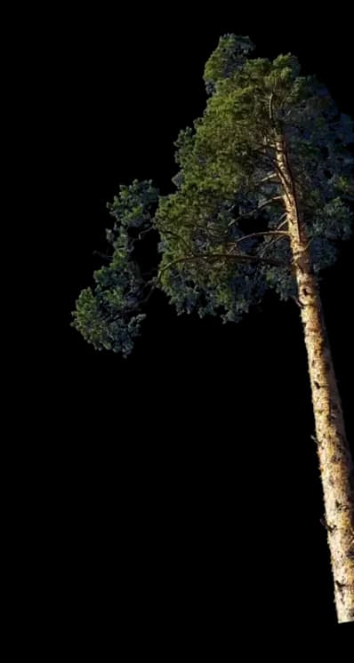 hero tree